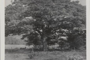 Bilde av Tallakshavn - bebyggelse